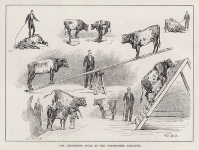 Performing Bulls w Westminster Aquarium (grawerowanie) autorstwa S. T. Dadd