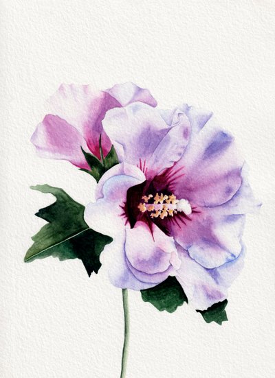 Kwitnące fioletowe hibiskusy autorstwa Salome