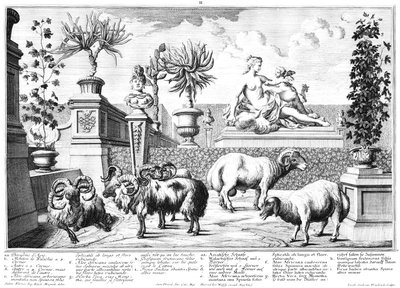 owce autorstwa Salomon Kleiner
