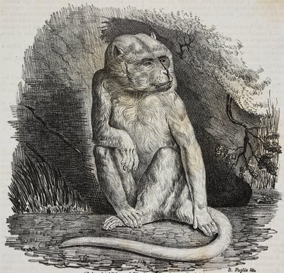 Małpa albinos w Jardin des Plantes, paryski ogród botaniczny, Francja, litografia Salvatore Puglia z Poliorama Pittoresco, nr 23, 14 stycznia autorstwa Salvatore Puglia