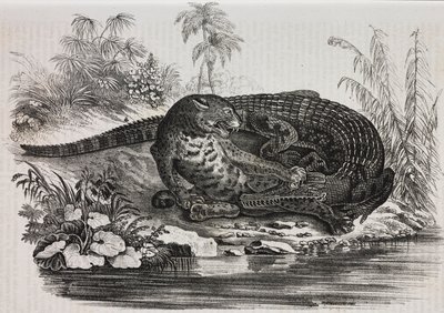 Kajman i jaguar, litografia Salvatore Puglia z Poliorama Pittoresco, nr 16, 25 listopada autorstwa Salvatore Puglia