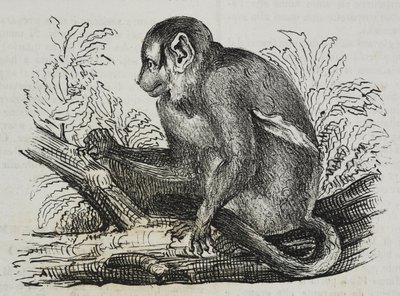 Nocna małpa douroucoulis (Aotus trivirgatus), litografia Salvatore Puglia z Poliorama Pittoresco, nr 46, 25 czerwca autorstwa Salvatore Puglia