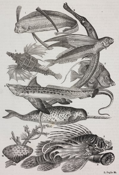 Stworzenia oceaniczne: 1 Dattiloftera, 2 Syngnathus, 3 Pegasus, 4 Trachypterus, 5 Chaetodon, 6 Królik, 7 Jednorożec (narwal), 8 Latające pteroidy, 9 Attinia autorstwa Salvatore Puglia