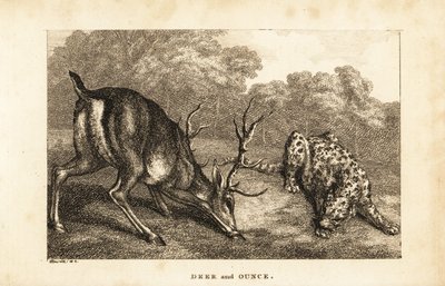 Spotkanie jelenia Cervus elaphus z panterą śnieżną Panthera uncia autorstwa Samuel (after) Howitt