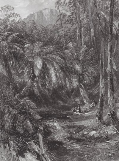 Australia: Dolina drzew paproci (rycina) autorstwa Samuel (after) Prout