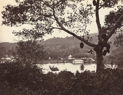 Widok z Upper Lake Road pokazujący świątynię i wyspę z parkiem – drzewo owocowe na pierwszym planie autorstwa Samuel Bourne