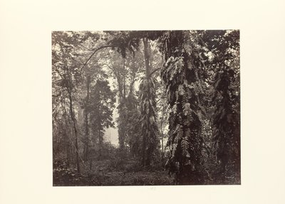 Darjeeling; Pełzacze w lesie poniżej Ging autorstwa Samuel Bourne