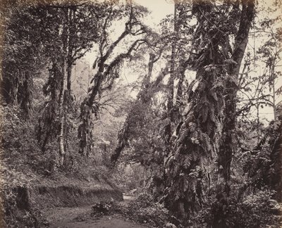 Darjeeling, Forest Scene with Creepers, com o Tukvar Roadpolish autorstwa Samuel Bourne
