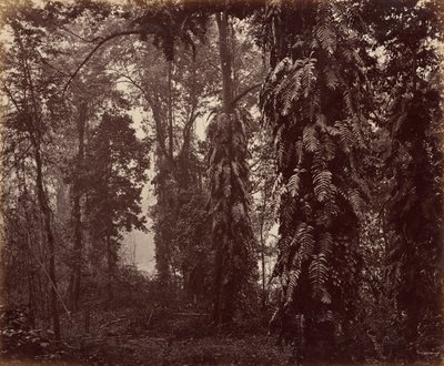 Darjeeling, Indie autorstwa Samuel Bourne