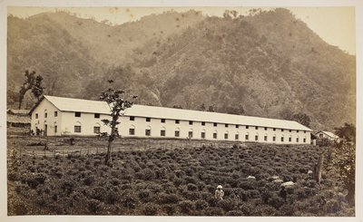 Selim Tea Estate, Darjeeling, nowa fabryka, niższy oddział,  z „Widoków Darjeeling”,  1860-80    (zdjęcie czarno-białe) autorstwa Samuel Bourne