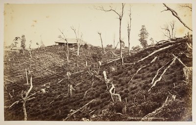 Herbaciarnia Selim, Darjeeling,  z „Widoków Darjeeling”,  1860 -1880,  (zdjęcie czarno-białe) autorstwa Samuel Bourne