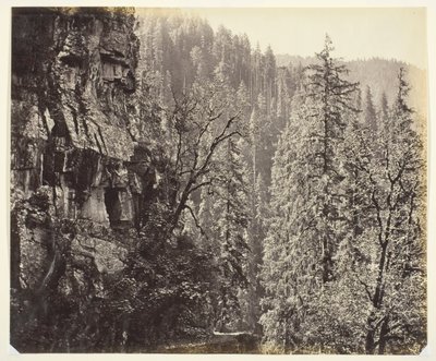 Bez tytułu [klify i drzewa], c. 1865. autorstwa Samuel Bourne
