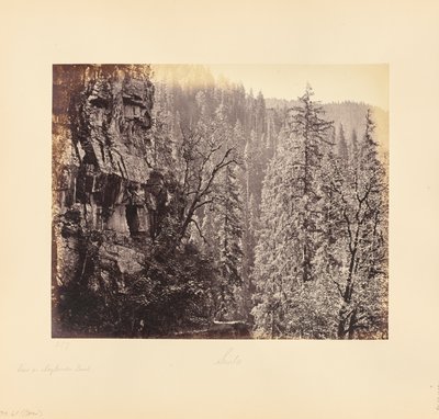 Widok w lesie Narkunda autorstwa Samuel Bourne