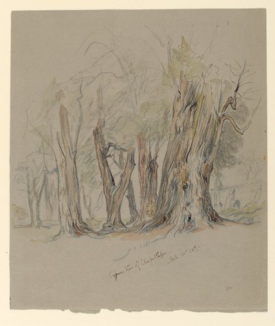 Cyprysy z Chapultepec, Meksyk autorstwa Samuel Colman