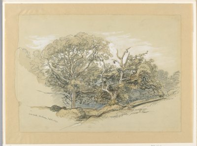 Rysunek, Oak Wood, Montauk, Nowy Jork, 8 września 1880 r. autorstwa Samuel Colman