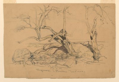 Rysunek, studia. Drzewa, Santa Barbara, Kalifornia, 3 lutego 1888 r. autorstwa Samuel Colman