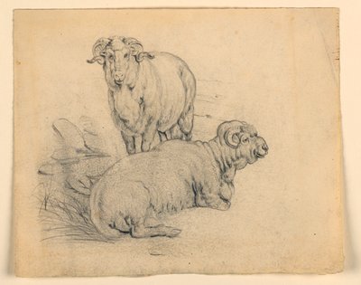 Rysunek, Studium. Dwa barany, ok. 1850 autorstwa Samuel Colman