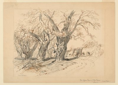 Rysunek, Studium dla cyprysów Montezumy, Park Chapultepec, Meksyk autorstwa Samuel Colman