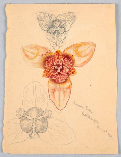 Lilia japońska, East Hampton autorstwa Samuel Colman