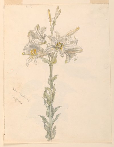 Lily, Stockbridge autorstwa Samuel Colman