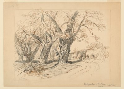 Studium dla cyprysów w Montezuma, Park Chapultepec, Meksyk autorstwa Samuel Colman