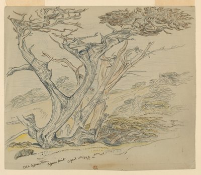 Studium starych cyprysów, Cypress Point autorstwa Samuel Colman