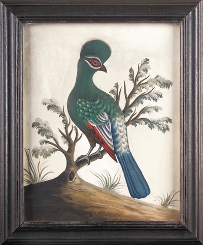 Touraco, ok. 1750 r. autorstwa Samuel Dixon