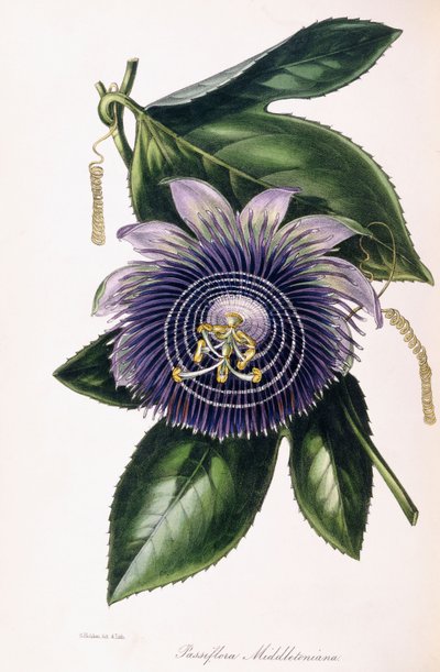 Passiflora Middletoniana, ok. 1834-1849 autorstwa Samuel Holden