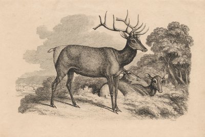 Buck i dwie łanie autorstwa Samuel Howitt