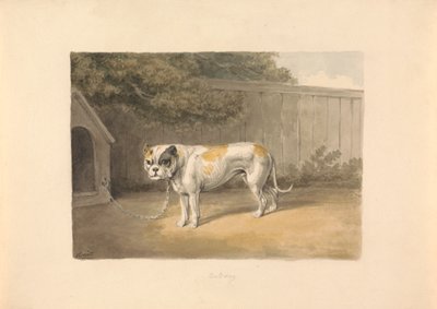 Buldog autorstwa Samuel Howitt