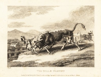 Byk zabija psa na polu. 1811 (akwaforta) autorstwa Samuel Howitt
