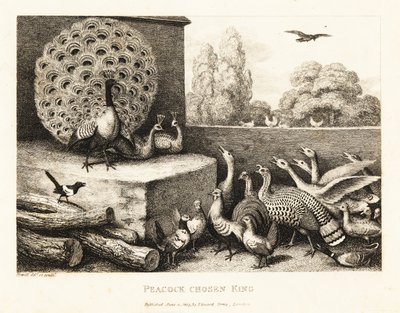 Paw wybrany królem ptaków hodowlanych. 1811 (akwaforta) autorstwa Samuel Howitt