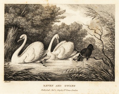 Kruk próbuje się umyć, aby upodobnić się do białych łabędzi. 1811 (akwaforta) autorstwa Samuel Howitt