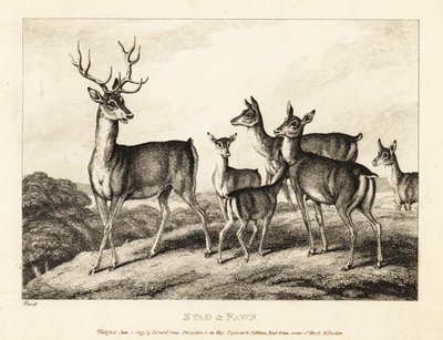 Jeleń z łaniami i jelonkami. Jeleń i płowy. 1811 (akwaforta) autorstwa Samuel Howitt