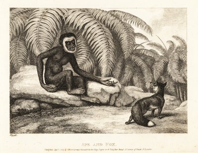 Bezogonowa małpa prosi lisa o kawałek jego ogona. Małpa i lis. 1811 (akwaforta) autorstwa Samuel Howitt