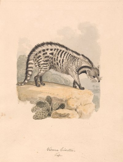 cyweta afrykańska autorstwa Samuel Howitt