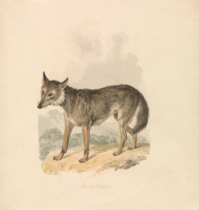 Canis Lupus, czyli Szary Wilk autorstwa Samuel Howitt