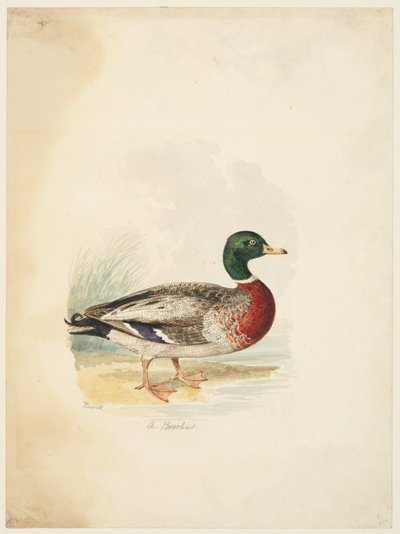 Kaczka - Anas boschas (recto), ok. 1813-22 (grafit, długopis i brązowy tusz oraz akwarela, grafit na tkanym papierze) autorstwa Samuel Howitt