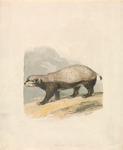 Borsuk Miodowy autorstwa Samuel Howitt