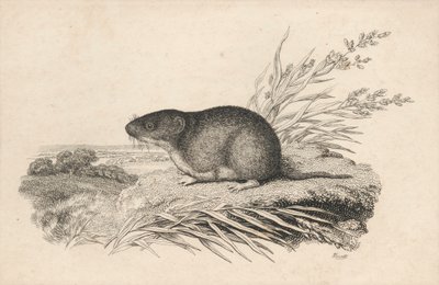 Piżmak autorstwa Samuel Howitt