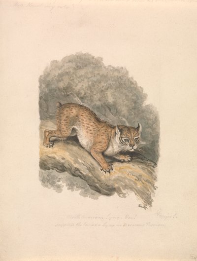 Ryś północnoamerykański autorstwa Samuel Howitt