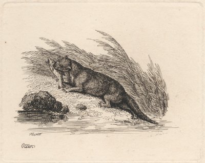 Wydra autorstwa Samuel Howitt