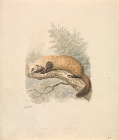 Tchórz autorstwa Samuel Howitt