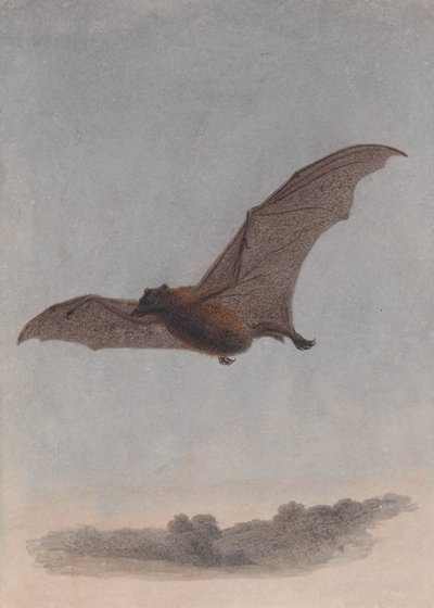 Studium nietoperza wampira autorstwa Samuel Howitt