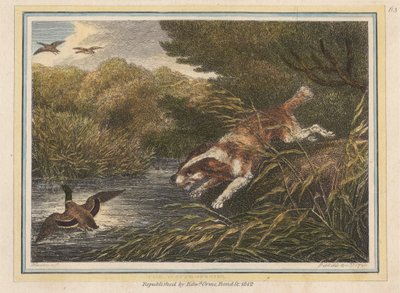 Spaniel wodny autorstwa Samuel Howitt