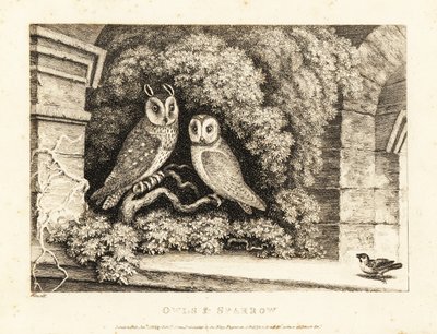Dwie sowy i wróbel. 1811 (akwaforta) autorstwa Samuel Howitt