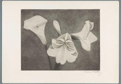 Amarylis i arum autorstwa Samuel Jessurun de Mesquita (signed by artist)