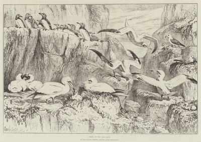Birds on the Bass Rock, w Muzeum Historii Naturalnej, South Kensington autorstwa Samuel John Carter