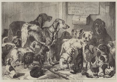 Dom dla zagubionych i głodujących psów, Hollingsworth-Street, Islington autorstwa Samuel John Carter