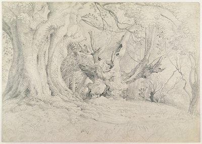 Starożytne drzewa, park Lullingstone, 1828 (grafit na papierze) autorstwa Samuel Palmer